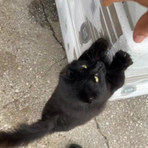 Video by draconblue published on July 8,2023 23:39:00 - BestThots