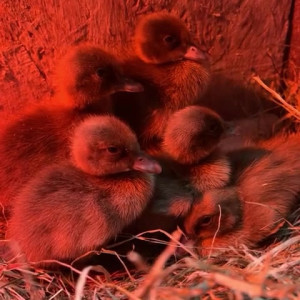 Video by draconblue published on June 20,2023 05:52:00 - BestThots