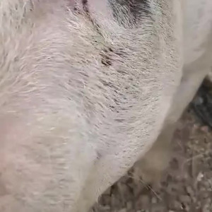 Video by draconblue published on July 20,2023 00:02:00 - BestThots