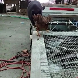 Video by draconblue published on July 26,2023 08:03:00 - BestThots