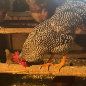 Video by draconblue published on August 11,2023 06:56:00 - BestThots