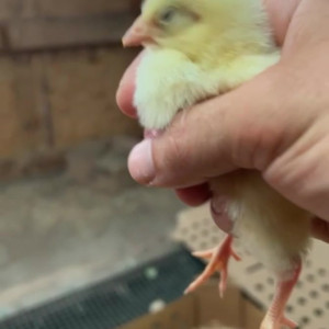 Video by draconblue published on June 18,2023 06:23:00 - BestThots