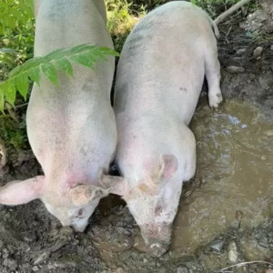 Video by draconblue published on July 13,2023 02:23:00 - BestThots