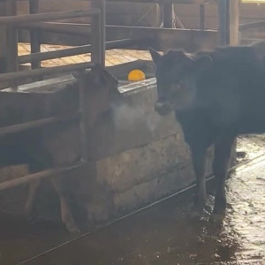 Video by draconblue published on August 17,2023 17:44:00 - BestThots