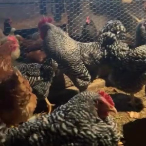 Video by draconblue published on July 7,2023 10:21:00 - BestThots