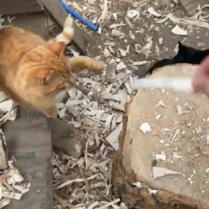 Video by draconblue published on April 30,2023 10:14:00 - BestThots