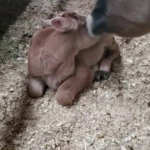 Video by draconblue published on August 10,2023 15:34:00 - BestThots