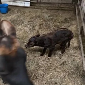 Video by draconblue published on July 3,2023 18:18:00 - BestThots