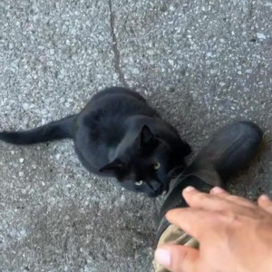 Video by draconblue published on June 19,2023 20:12:00 - BestThots