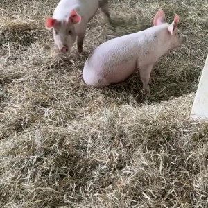 Video by draconblue published on June 22,2023 12:58:00 - BestThots