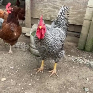 Video by draconblue published on August 12,2023 16:51:00 - BestThots