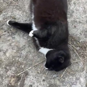 Video by draconblue published on May 4,2023 12:04:00 - BestThots