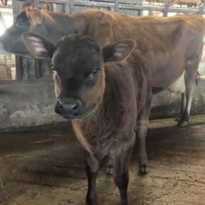 Video by draconblue published on June 27,2023 12:43:00 - BestThots