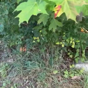 Video by draconblue published on May 24,2023 10:37:00 - BestThots
