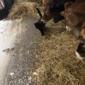 Video by draconblue published on June 14,2023 05:52:00 - BestThots