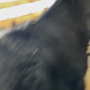 Video by draconblue published on May 30,2023 01:02:00 - BestThots