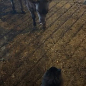 Video by draconblue published on July 3,2023 22:33:00 - BestThots