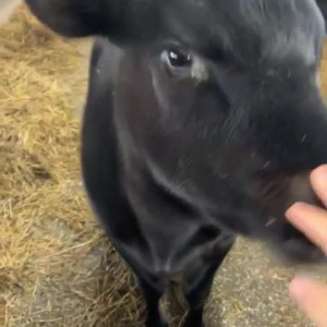 Video by draconblue published on July 11,2023 21:23:00 - BestThots