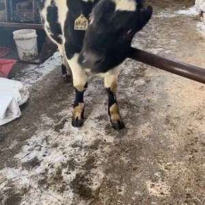 Video by draconblue published on July 26,2023 08:05:00 - BestThots