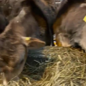 Video by draconblue published on August 16,2023 14:07:00 - BestThots