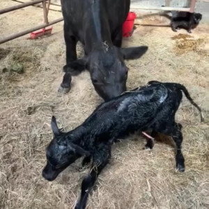 Video by draconblue published on July 4,2023 19:11:00 - BestThots