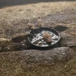 Video by draconblue published on July 23,2023 20:32:00 - BestThots