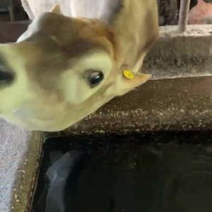 Video by draconblue published on June 6,2023 09:39:00 - BestThots