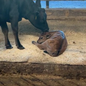 Video by draconblue published on August 15,2023 23:22:00 - BestThots