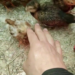 Video by draconblue published on May 13,2023 22:12:00 - BestThots