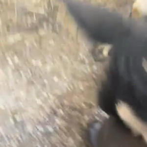 Video by draconblue published on April 26,2023 10:03:00 - BestThots