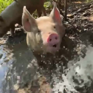 Video by draconblue published on March 6,2023 08:48:00 - BestThots