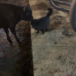Video by draconblue published on April 14,2023 07:04:00 - BestThots