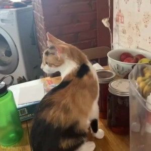 Video by draconblue published on June 27,2023 08:43:00 - BestThots