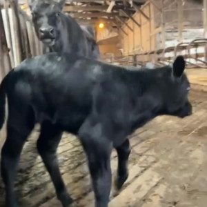 Video by draconblue published on August 11,2023 23:07:00 - BestThots