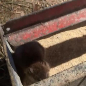 Video by draconblue published on June 1,2023 01:43:00 - BestThots