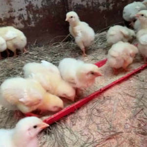 Video by draconblue published on July 16,2023 01:52:00 - BestThots