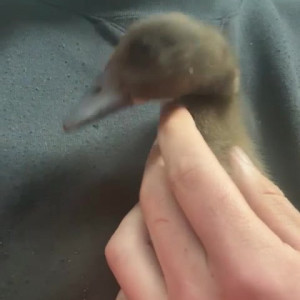 Video by draconblue published on April 25,2023 02:44:00 - BestThots