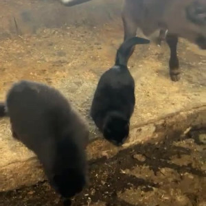 Video by draconblue published on June 29,2023 10:59:00 - BestThots