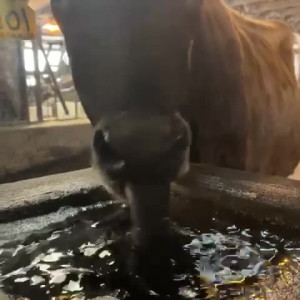 Video by draconblue published on August 12,2023 10:44:00 - BestThots