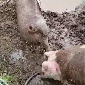 Video by draconblue published on August 12,2023 19:29:00 - BestThots