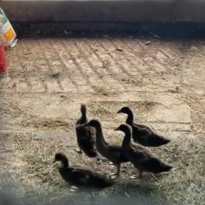 Video by draconblue published on July 19,2023 06:44:00 - BestThots