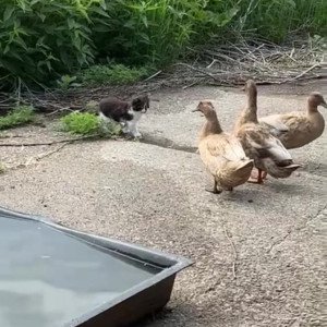 Video by draconblue published on June 14,2023 02:02:00 - BestThots