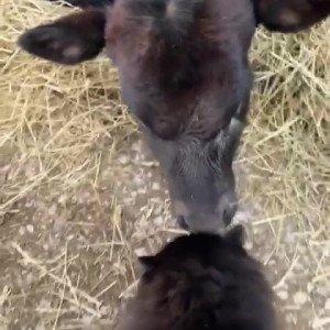 Video by draconblue published on August 16,2023 06:15:00 - BestThots