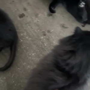 Video by draconblue published on April 8,2023 21:44:00 - BestThots