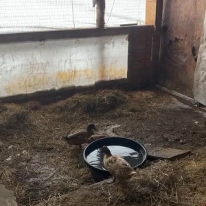 Video by draconblue published on July 31,2023 05:08:00 - BestThots