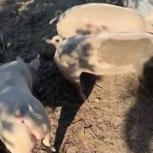 Video by draconblue published on April 21,2023 02:09:00 - BestThots