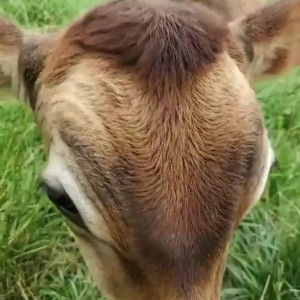 Video by draconblue published on April 19,2023 07:02:00 - BestThots