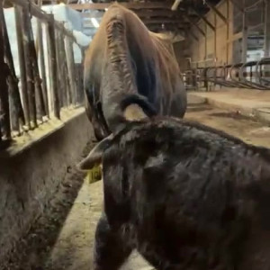 Video by draconblue published on July 17,2023 20:07:00 - BestThots