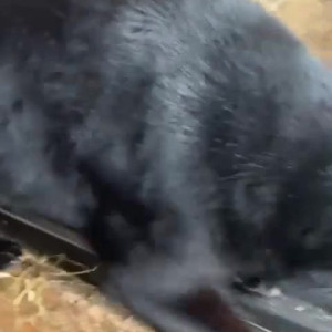 Video by draconblue published on March 7,2023 13:07:00 - BestThots
