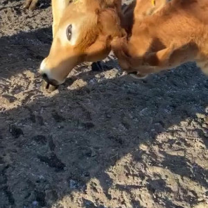 Video by draconblue published on July 11,2023 19:14:00 - BestThots